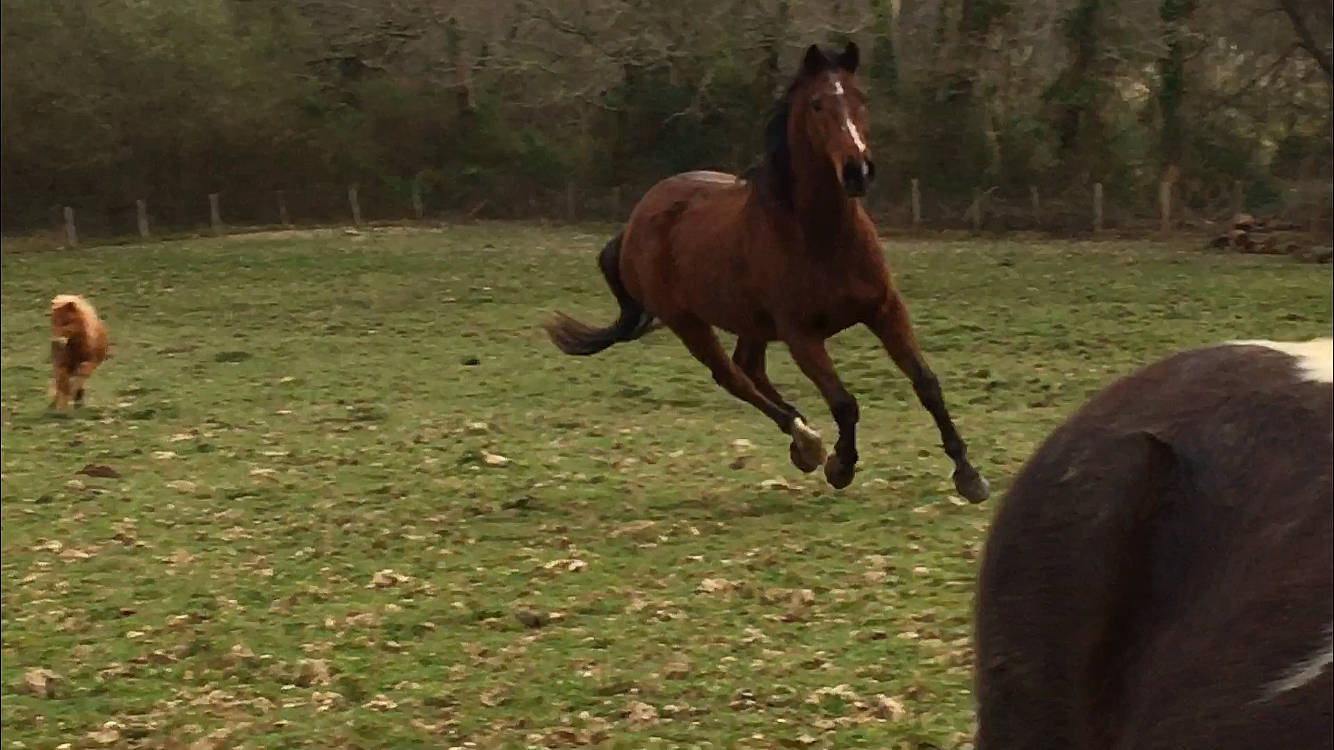 Kassis a rejoint le concours — aidez-le/la à gagner de superbes lots ! bridle, fawn, grass, grassland, grazing, horse, horse_supplies, horse_tack, landscape, liver, mane, meadow, pack_animal, plant, rein, sorrel, terrestrial_animal, tree, wood, working_animal