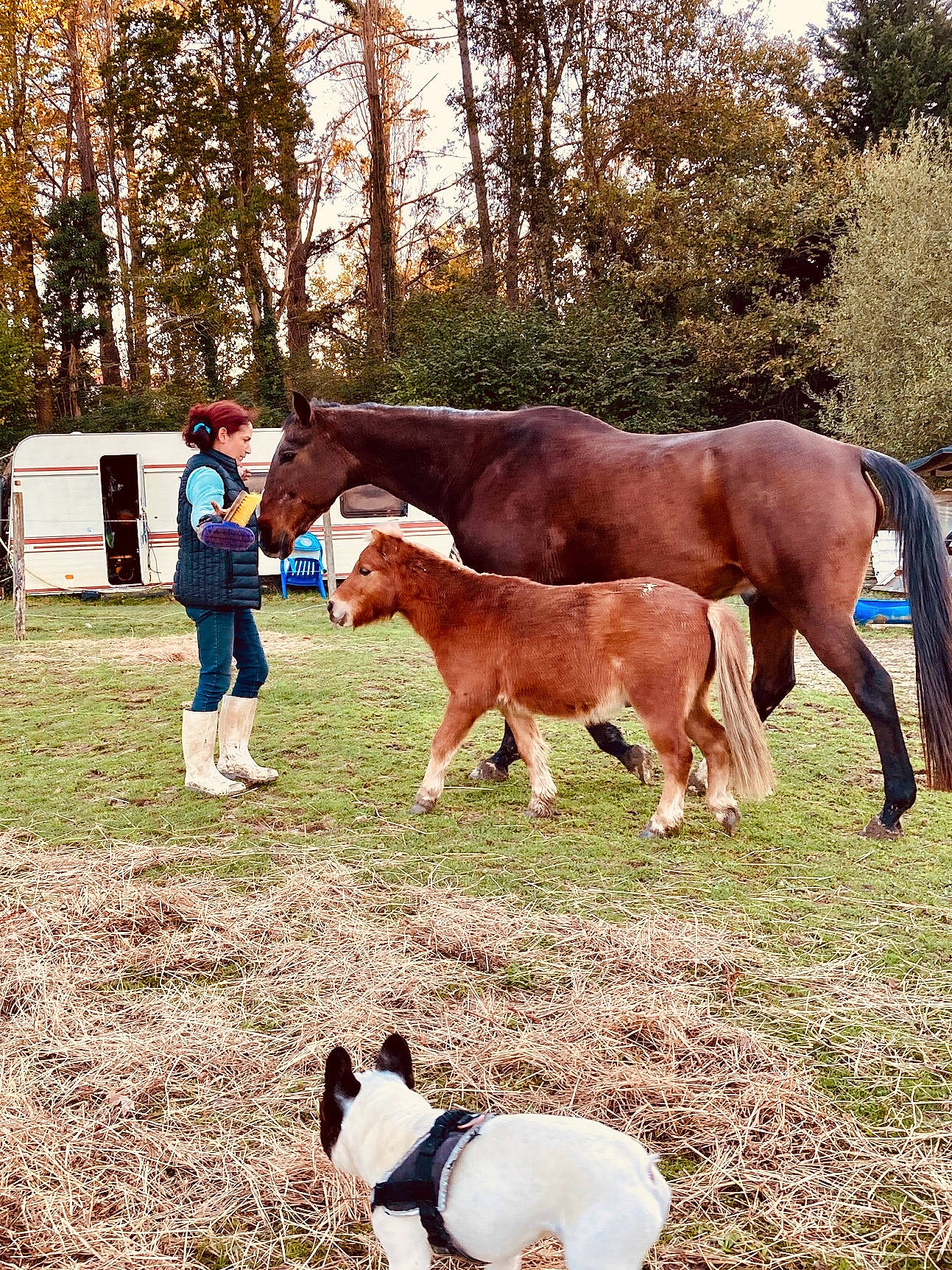 Kassis a rejoint le concours — aidez-le/la à gagner de superbes lots ! carnivore, companion_dog, dog, fawn, grass, grassland, grazing, horse, liver, mammal, mane, pack_animal, plant, snout, sorrel, tail, terrestrial_animal, tree, vertebrate, working_animal