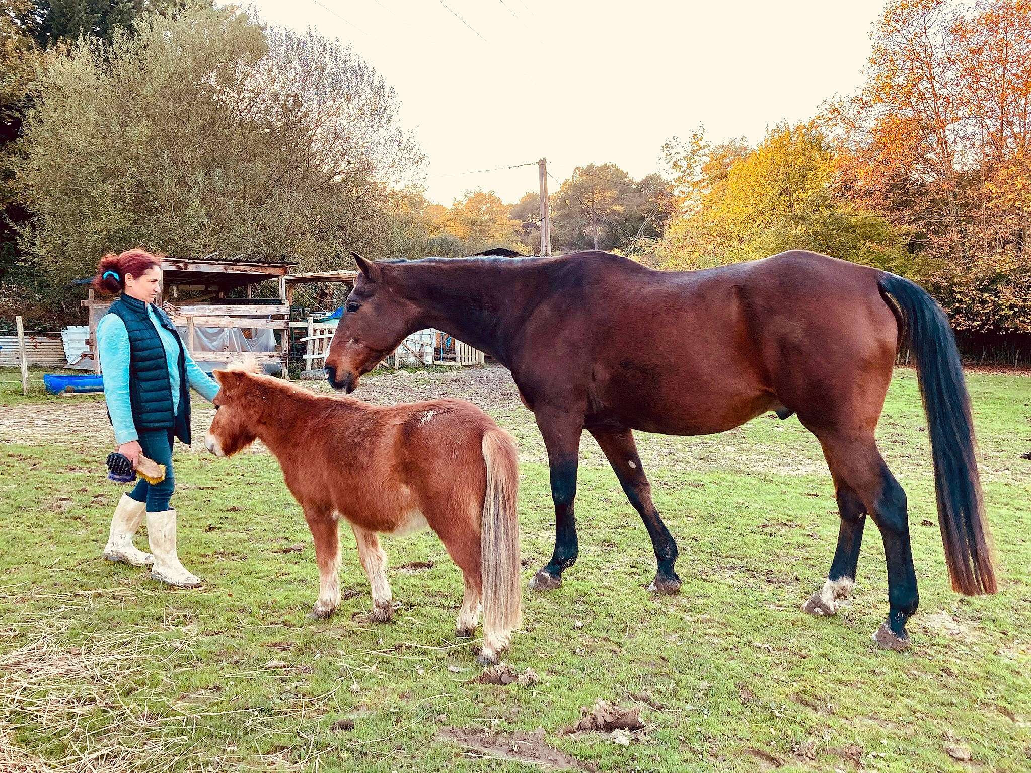 Kassis a rejoint le concours — aidez-le/la à gagner de superbes lots ! bridle, grass, grassland, grazing, horse, horse_supplies, horse_tack, landscape, liver, livestock, mane, mare, meadow, pack_animal, sky, snout, sorrel, terrestrial_animal, tree, working_animal