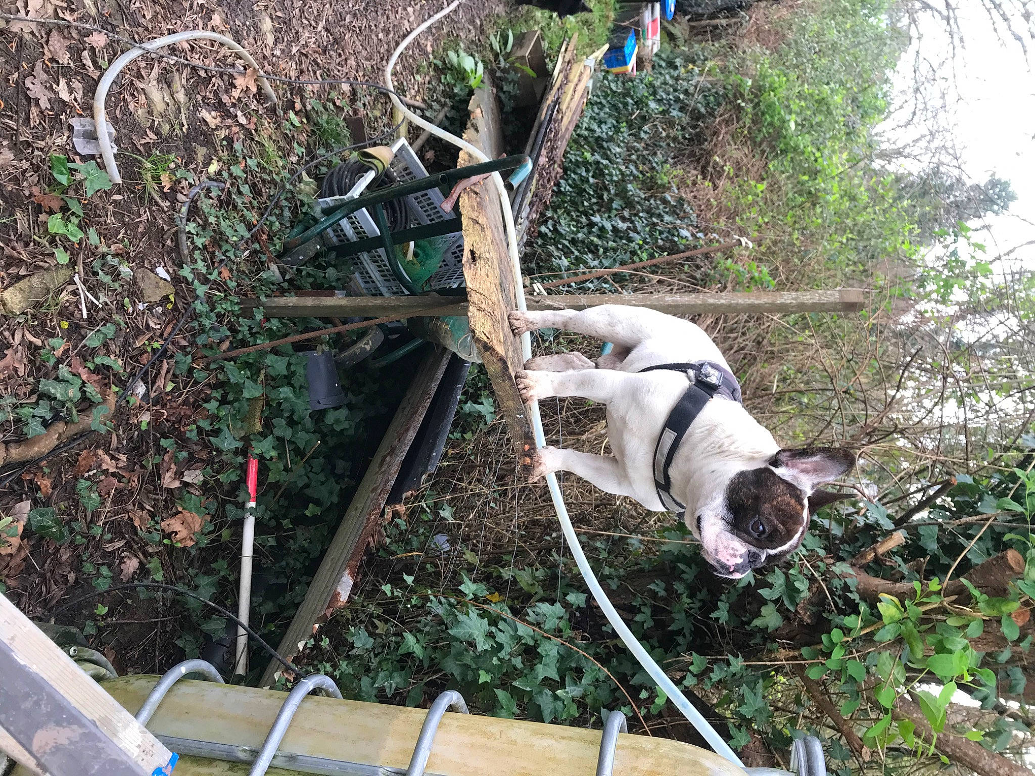 Nougat a rejoint le concours — aidez-le/la à gagner de superbes lots ! auto_part, automotive_wheel_system, bicycle_handlebar, bicycle_tire, canidae, fawn, grass, metal, motor_vehicle, pipe, plant, snout, soil, sporting_group, tree, twig, wood, working_animal