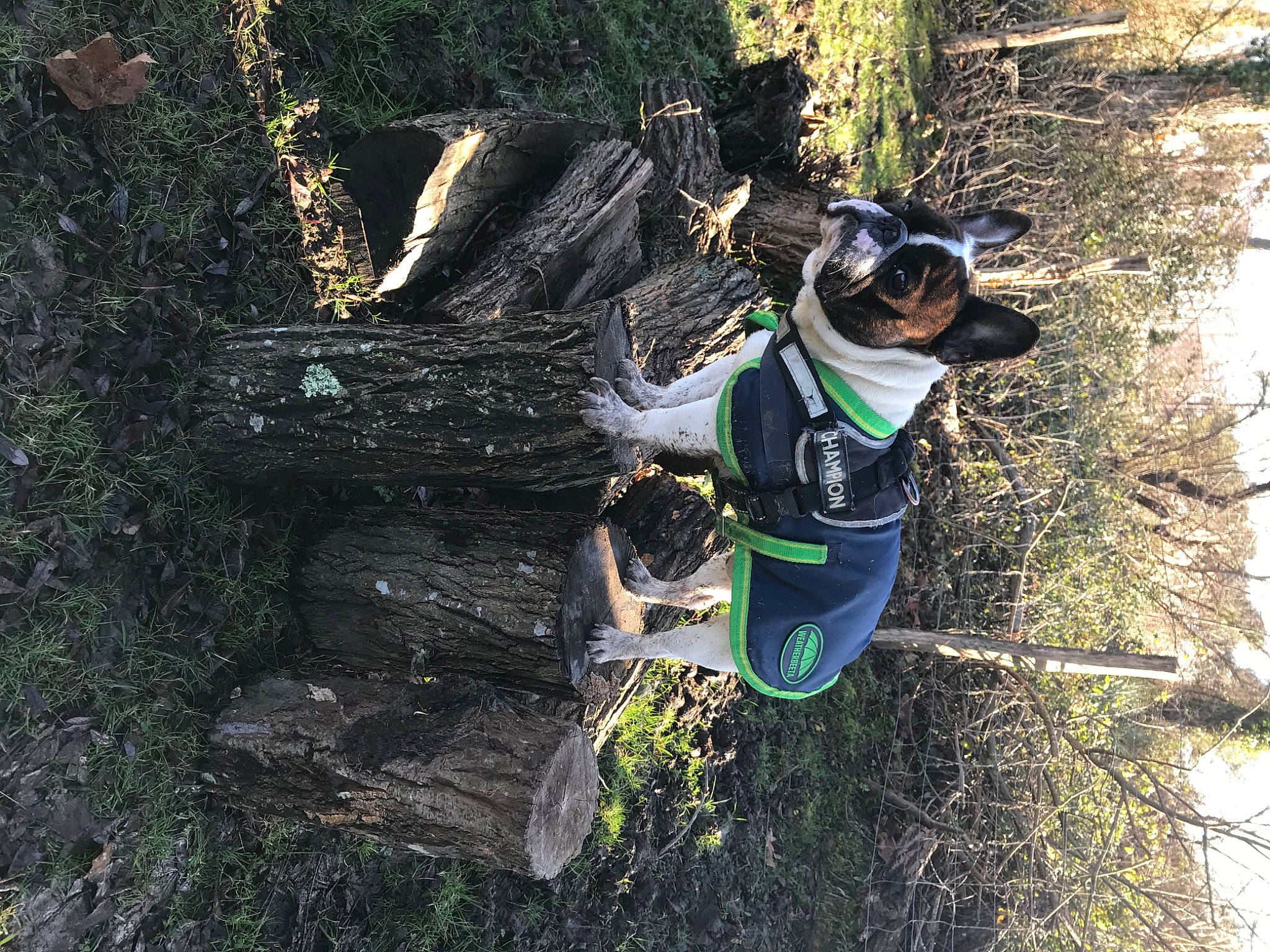 Nougat participe au concours pour gagner de l'argent avec cette photo : adventure, carnivore, companion_dog, dog, dog_breed, dog_supply, eyewear, forest, fun, goggles, grass, leisure, personal_protective_equipment, plant, recreation, soil, sunglasses, tree, trunk, working_animal