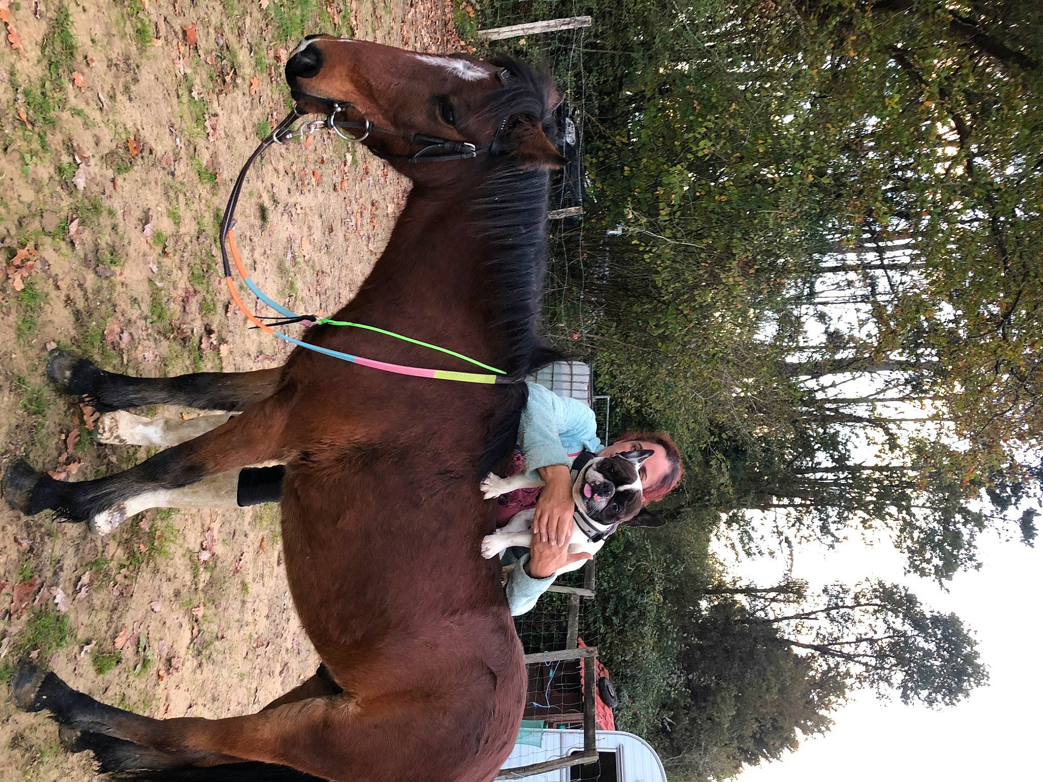 Nougat a rejoint le concours — aidez-le/la à gagner de superbes lots ! bridle, canidae, carnivore, collar, dog, dog_breed, fawn, horse_supplies, horse_tack, leash, liver, pet_supply, plant, recreation, rein, snout, sporting_group, tail, tree, working_animal