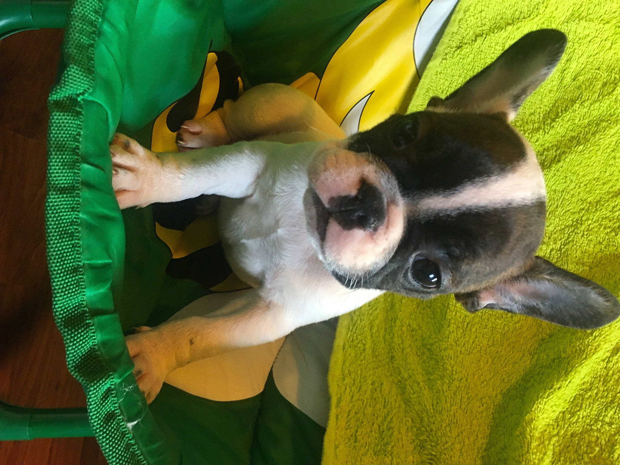 Nougat a rejoint le concours — aidez-le/la à gagner de superbes lots ! animation, canidae, carnivore, companion_dog, dog, dog_breed, ear, eyewear, fawn, fun, fur, grass, non_sporting_group, plant, plush, snout, stuffed_toy, terrestrial_animal, whiskers, working_animal