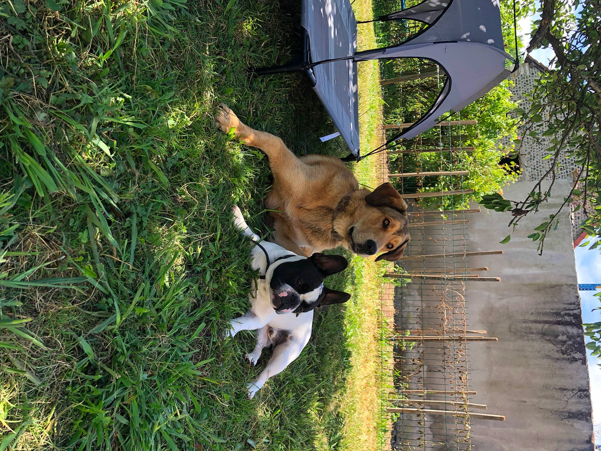 Sultan participe au concours pour gagner de l'argent avec cette photo : canidae, carnivore, collar, companion_dog, dog, dog_breed, fawn, felidae, grass, plant, snout, sporting_group, tail, terrestrial_animal, tree, trunk, twig, wildlife, wood, working_animal