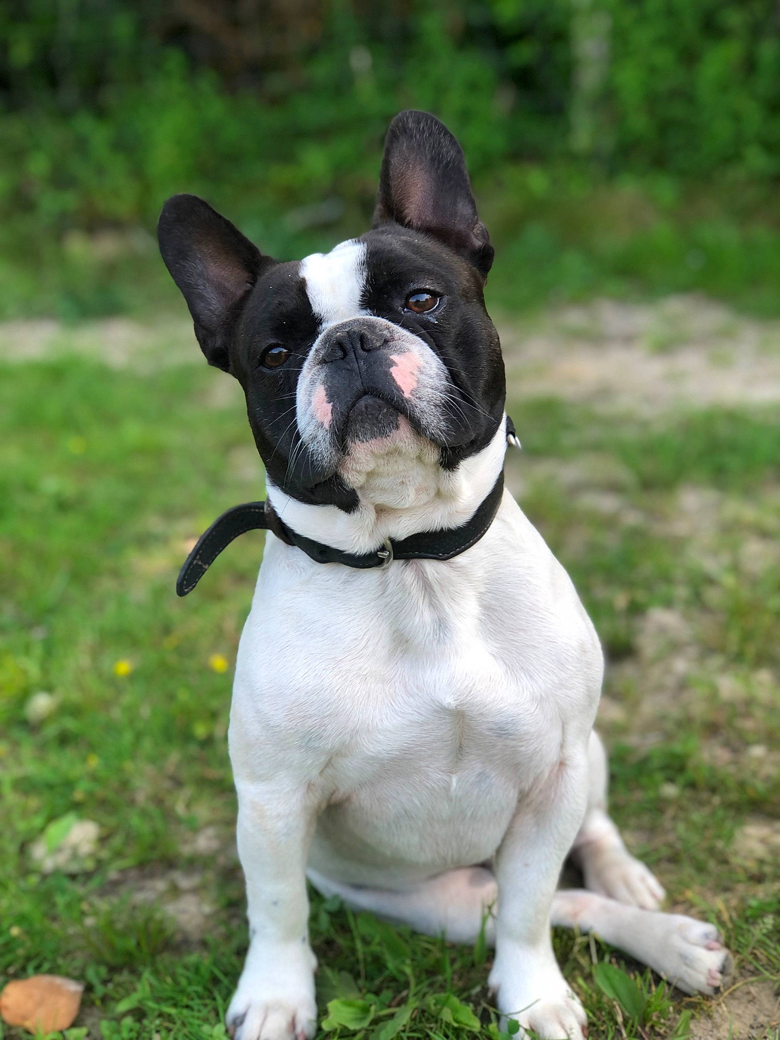 Sultan a rejoint le concours — aidez-le/la à gagner de superbes lots ! boston_terrier, bulldog, canidae, carnivore, collar, companion_dog, dog, dog_breed, dog_collar, fawn, french_bulldog, grass, leash, non_sporting_group, plant, snout, sporting_group, tail, working_animal