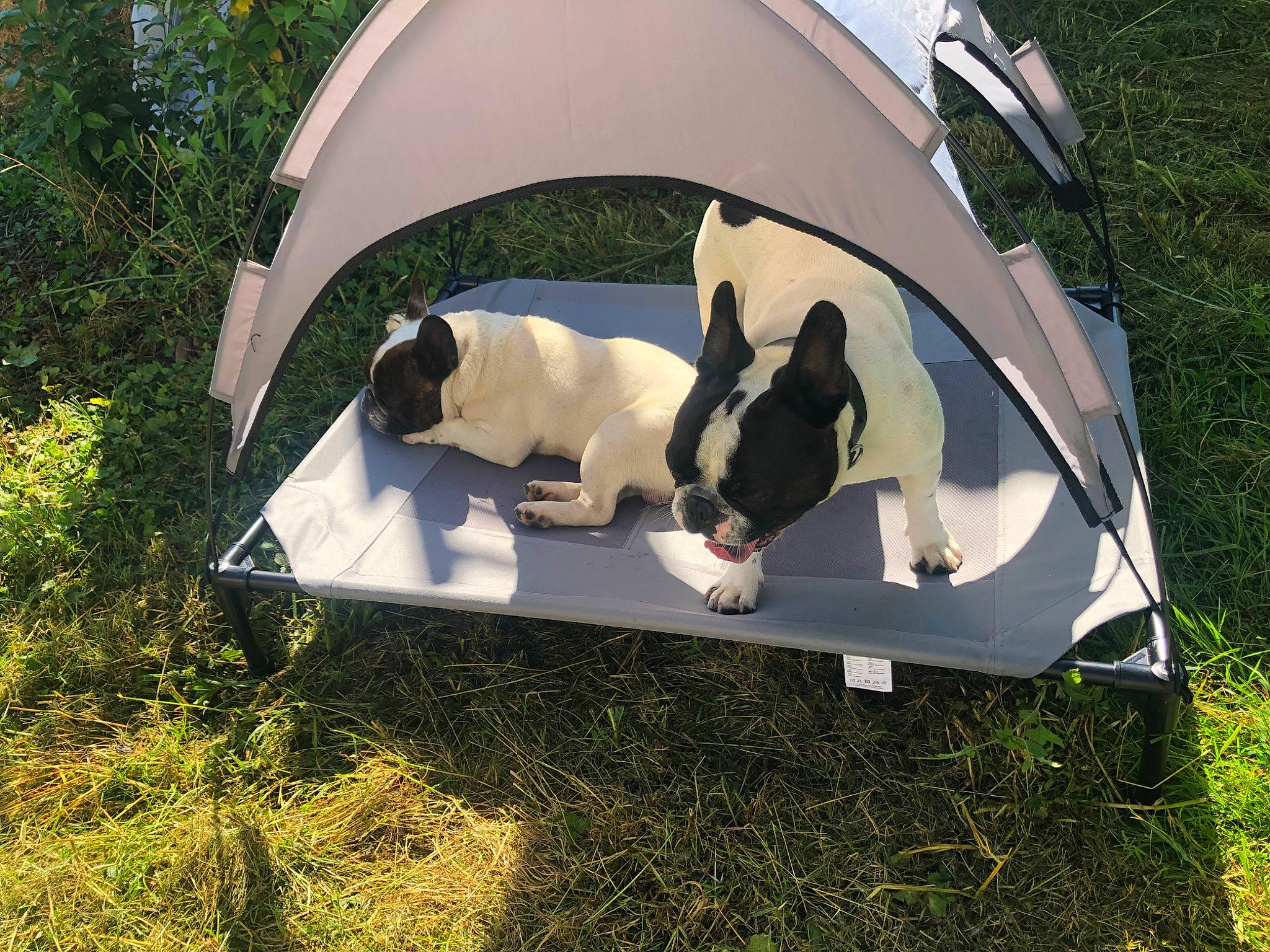 Sultan a rejoint le concours — aidez-le/la à gagner de superbes lots ! automotive_exterior, camping, canidae, carnivore, companion_dog, dog, dog_breed, dog_supply, grass, leisure, pet_supply, plant, recreation, shade, sporting_group, tail, tent, tints_and_shades, tree, vehicle_door