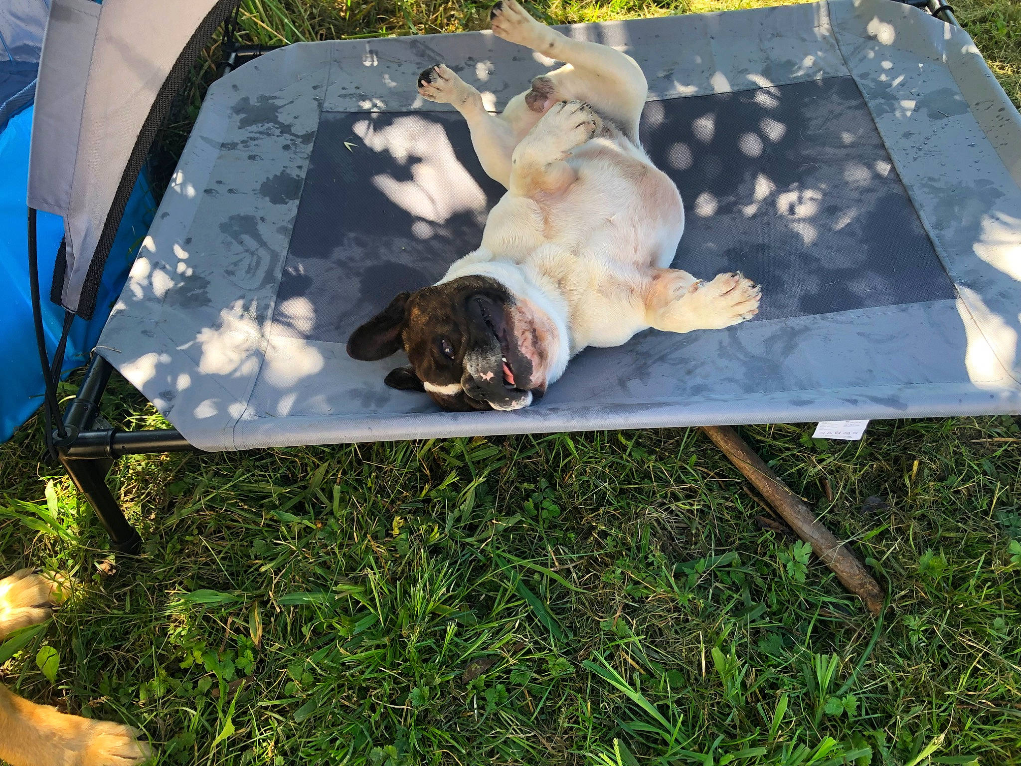 Sultan a rejoint le concours — aidez-le/la à gagner de superbes lots ! canidae, carnivore, companion_dog, dog, dog_breed, fawn, grass, lawn, leisure, outdoor_furniture, outdoor_table, plant, recreation, shade, sporting_group, table, tail, tent, wildlife, wood