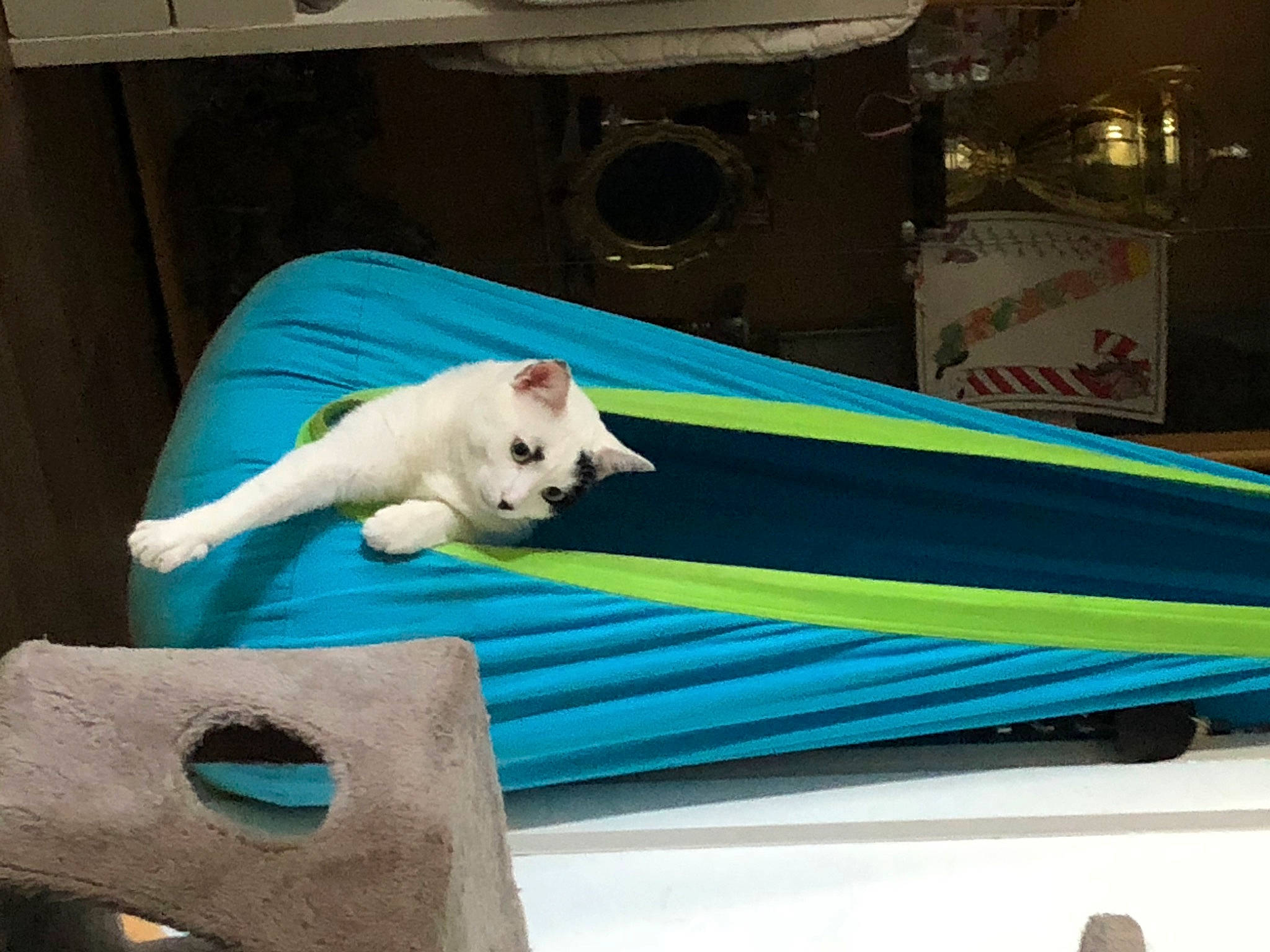 Isoka participe au concours pour gagner de l'argent avec cette photo : automotive_exterior, canidae, carnivore, cat, companion_dog, domestic_short_haired_cat, electric_blue, event, felidae, grass, linens, room, small_to_medium_sized_cats, tail, whiskers, wood