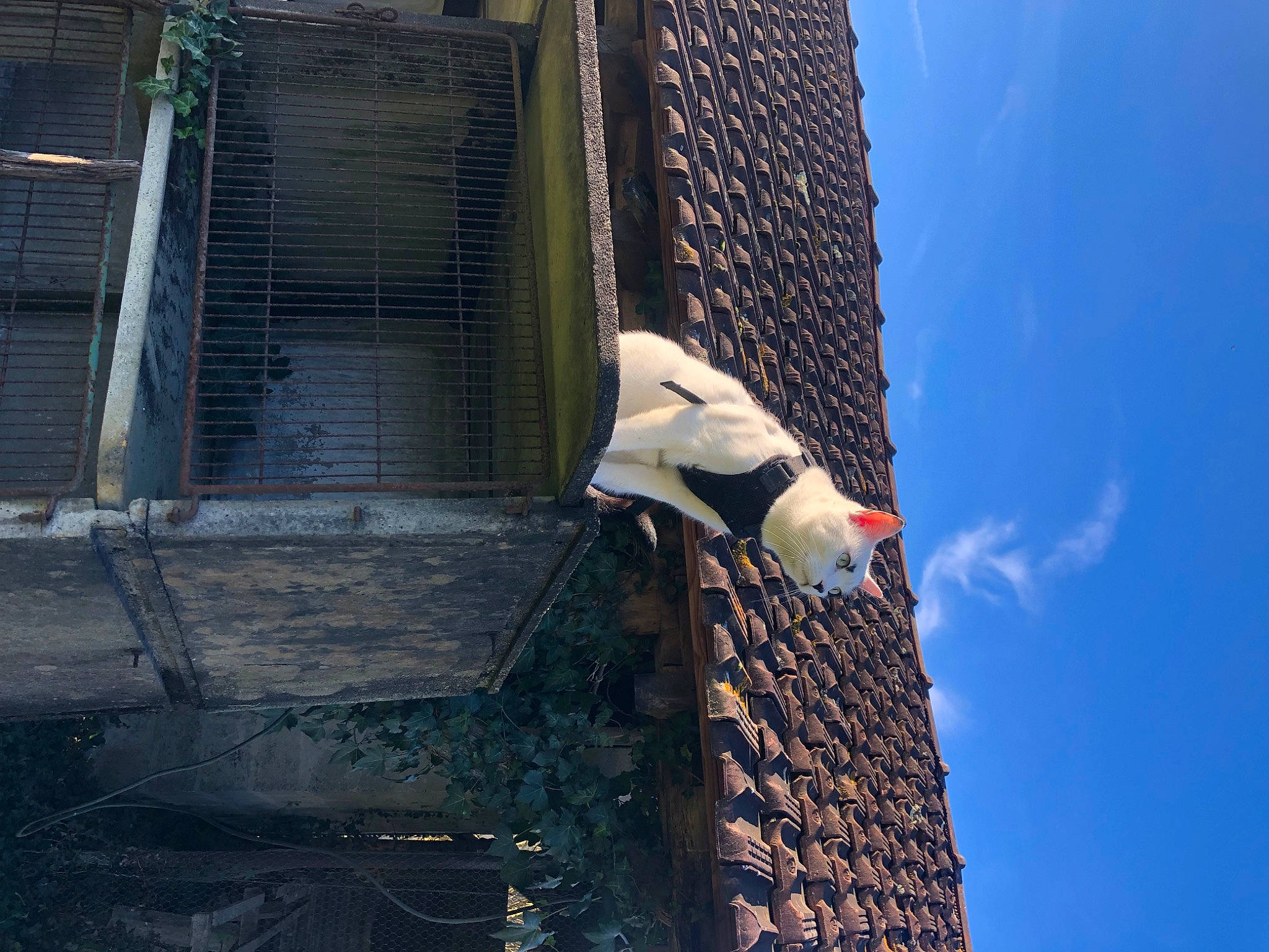 Isoka a rejoint le concours — aidez-le/la à gagner de superbes lots ! acrobatics, adventure, cloud, elbow, extreme_sport, facade, fun, human_leg, leisure, mesh, net, recreation, reflection, rope, sky, sport_climbing, street_stunts, thigh, tree, water