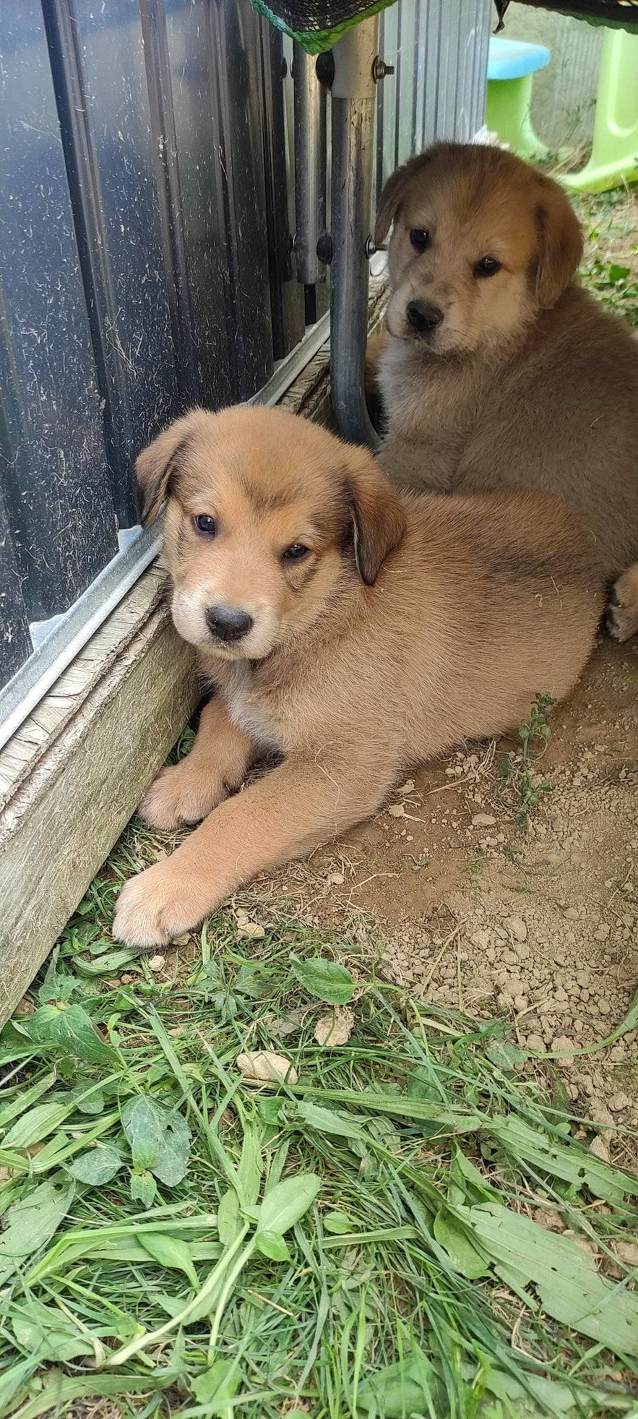 Tania a rejoint le concours — aidez-le/la à gagner de superbes lots ! ancient_dog_breeds, animal_shelter, canidae, carnivore, companion_dog, dog, dog_breed, fawn, fence, grass, plant, puppy, snout, sporting_group, street_dog, tail, terrestrial_animal, wildlife, working_animal