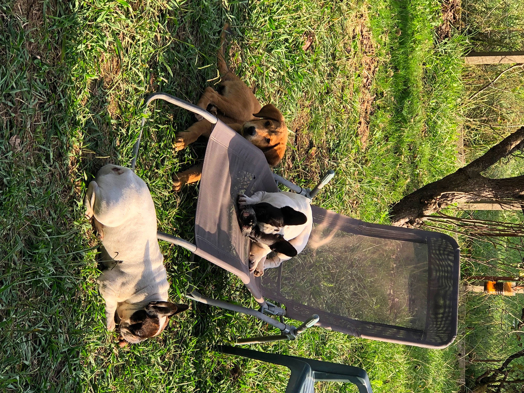 Tania participe au concours pour gagner de l'argent avec cette photo : automotive_mirror, baseball_cap, cap, fedora, grass, hat, landscape, leaf, leisure, plant, rear_view_mirror, recreation, sun_hat, sunglasses, tints_and_shades, tree, trunk, wildlife, wood, woody_plant