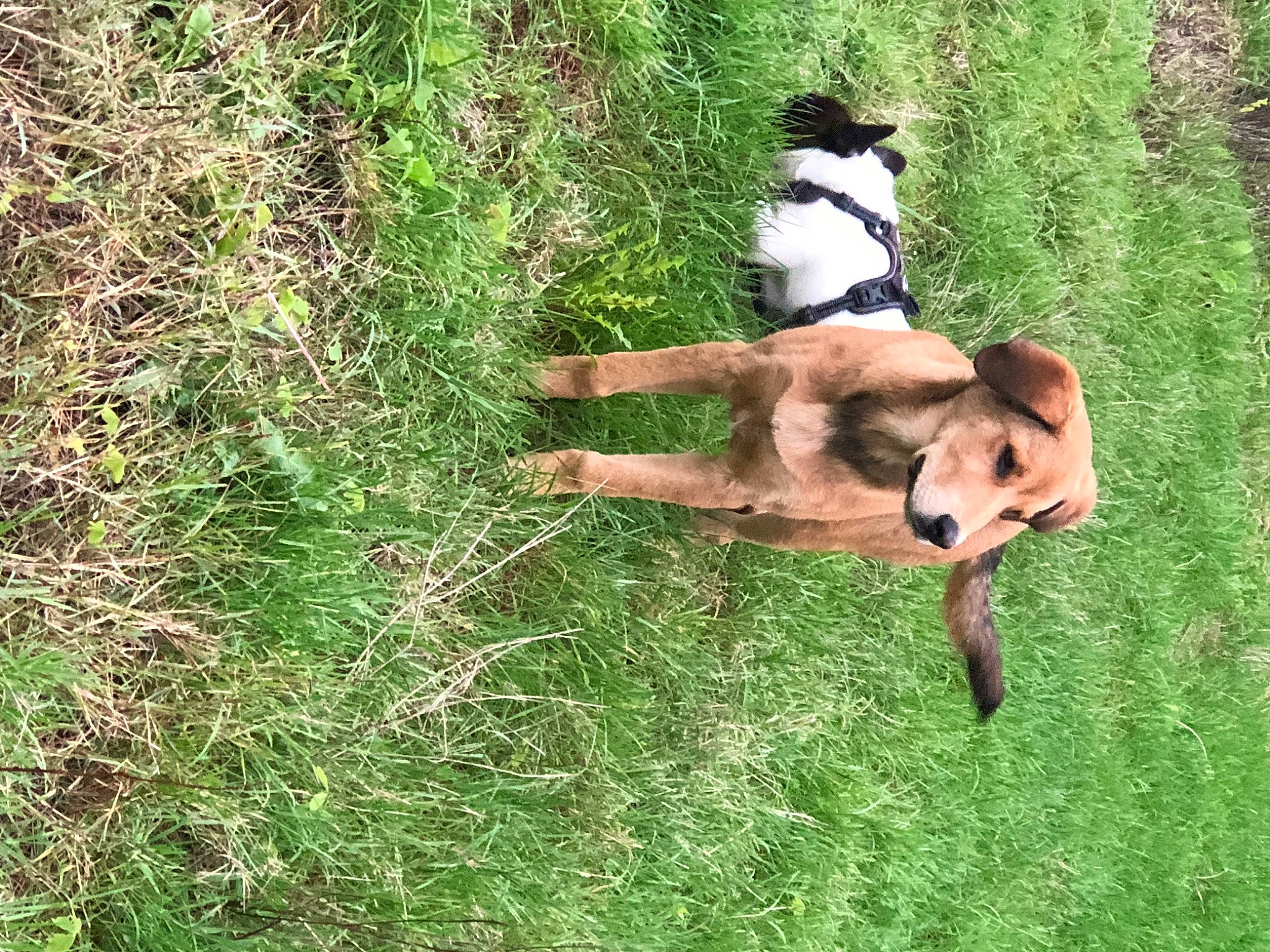 Tania participe au concours pour gagner de l'argent avec cette photo : canidae, carnivore, companion_dog, dog, dog_breed, dog_supply, fawn, grass, grassland, groundcover, herding_dog, pasture, plant, recreation, sporting_group, tail, terrestrial_animal, tree, working_animal, working_dog