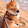 Aïko a rejoint le concours — aidez-le/la à gagner de superbes lots ! animal, beach, canine, cute, daytime, dog, fur, harness, head_tilt, leash, nature, ocean, outdoor, pet, sand, shiba_inu, sitting, sunlight, water, waves