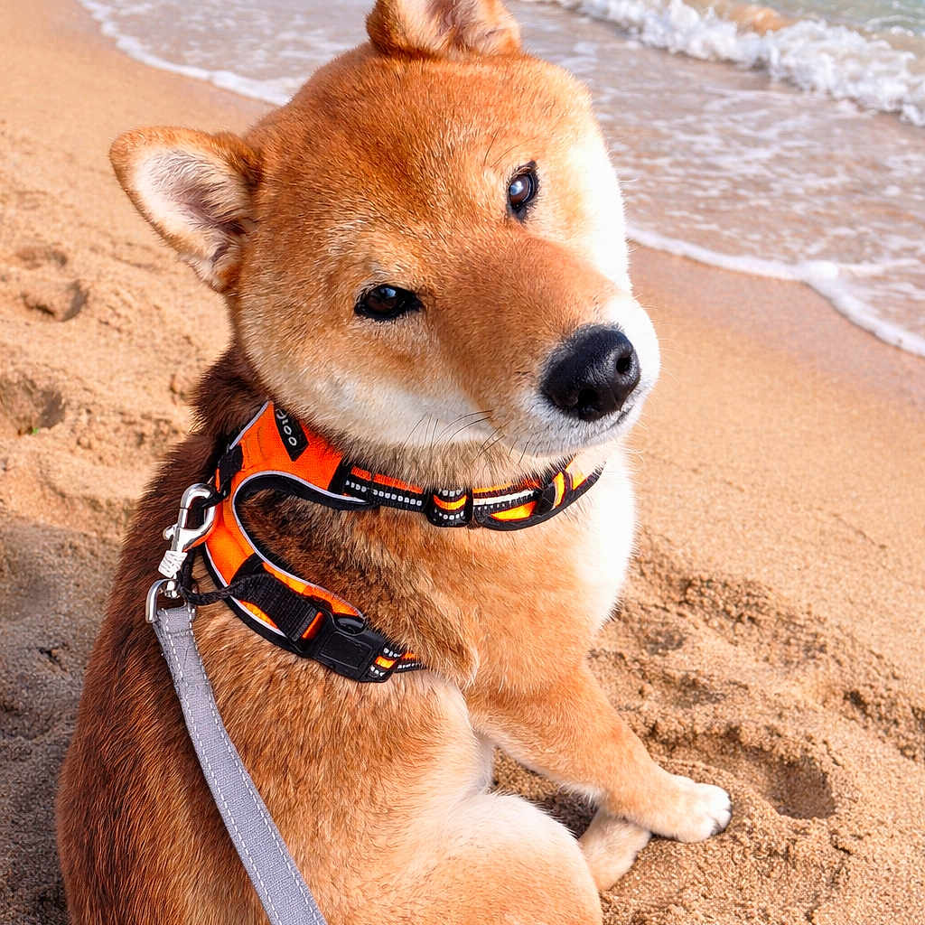 Aïko