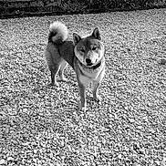 Aïko a rejoint le concours — aidez-le/la à gagner de superbes lots ! dog, shiba_inu, pet, animal, outdoor, pebbles, gravel, black_and_white, fur, collar, tail, ears, face, standing, garden, plants, wall, texture, canine, portrait