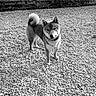 dog, shiba_inu, pet, animal, outdoor, pebbles, gravel, black_and_white, fur, collar, tail, ears, face, standing, garden, plants, wall, texture, canine, portrait