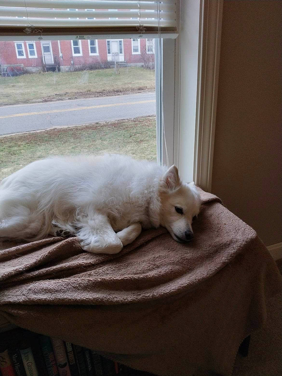 Zayda joined the competition — help win amazing prizes! bed, bed_sheet, bedding, carnivore, cat, comfort, companion_dog, dog_breed, domestic_short_haired_cat, fawn, felidae, flooring, fur, linens, paw, small_to_medium_sized_cats, snout, tail, whiskers, window