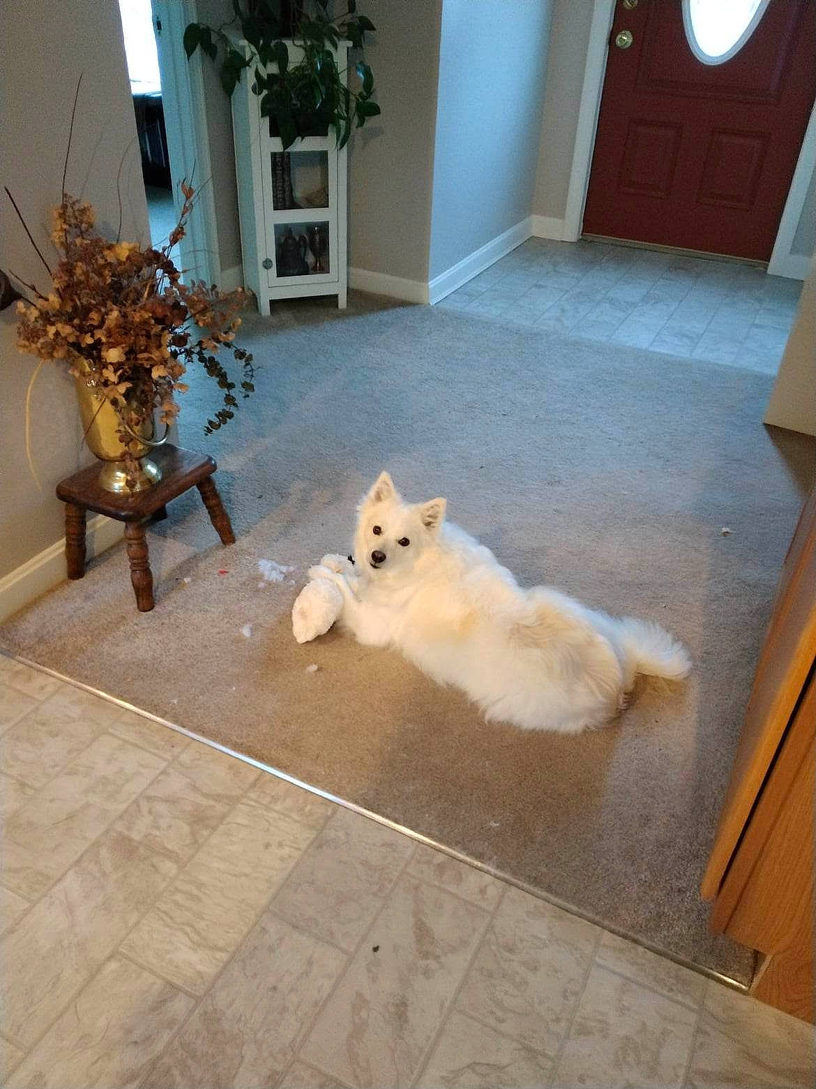 Zayda is registered to the contest to win money with this photo: canidae, carnivore, companion_dog, dog, dog_breed, fawn, floor, flooring, flowerpot, hardwood, home, houseplant, plant, room, sidewalk, sporting_group, tail, wall, wood, working_animal