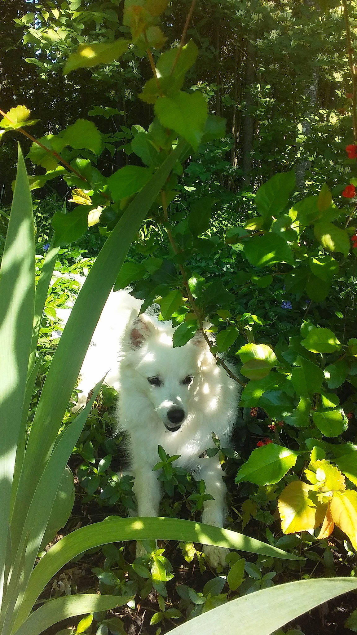 Zayda joined the competition — help win amazing prizes! canidae, carnivore, companion_dog, dog, dog_breed, fawn, felidae, flowering_plant, grass, indian_spitz, japanese_spitz, leaf, plant, samoyed, small_to_medium_sized_cats, sporting_group, tail, toy_dog, tree, woody_plant