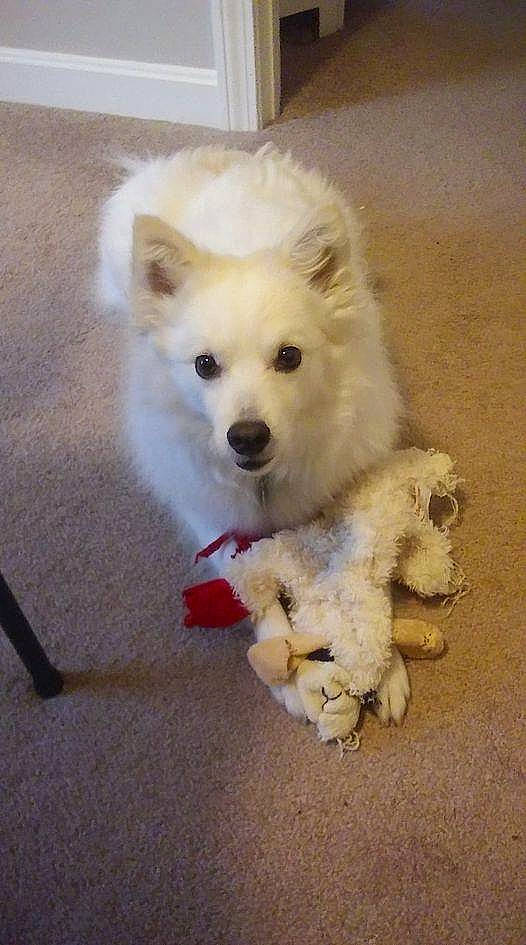 Zayda is registered to the contest to win money with this photo: american_eskimo_dog, canidae, carnivore, companion_dog, dog, dog_breed, dog_supply, fawn, fur, german_spitz, german_spitz_klein, german_spitz_mittel, pomeranian, samoyed, snout, spitz, sporting_group, toy_dog, volpino_italiano, working_animal