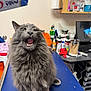Sir Isaac Newton is registered to the contest to win money with this photo: animal, bottle, cat, clutter, computer, cute, ears, expression, feline, fluffy, fur, gray_cat, indoor, medical_supplies, open_mouth, pet, sitting, table, veterinary_office, whiskers