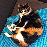 Mimine participe au concours pour gagner de l'argent avec cette photo : cat, calico_cat, pet, animal, feline, relaxing, indoor, couch, blanket, fur, whiskers, paw, curious, cute, cozy, resting, domestic_animal, mammal, colorful, portrait