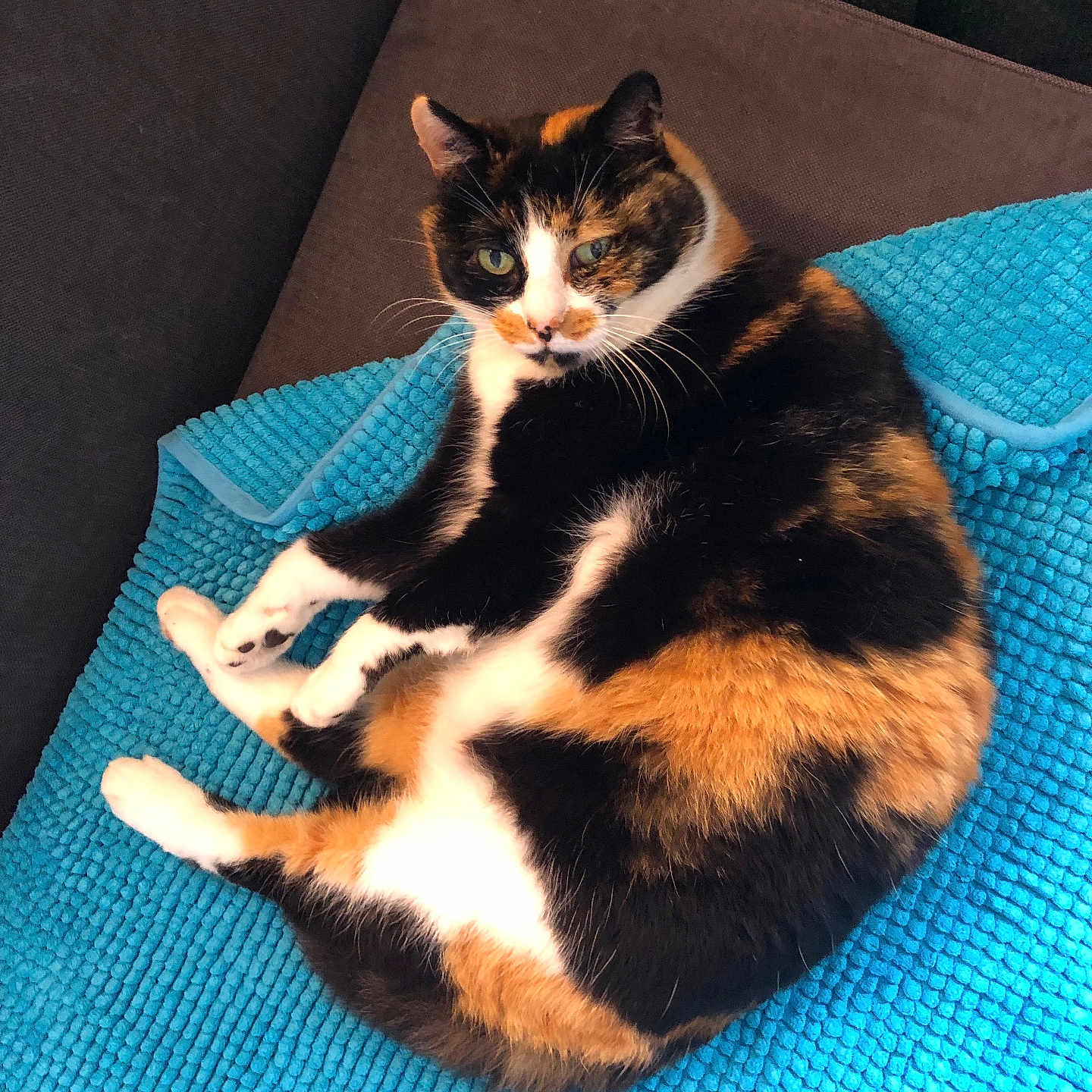 Mimine participe au concours pour gagner de l'argent avec cette photo : animal, blanket, calico_cat, cat, colorful, couch, cozy, curious, cute, domestic_animal, feline, fur, indoor, mammal, paw, pet, portrait, relaxing, resting, whiskers
