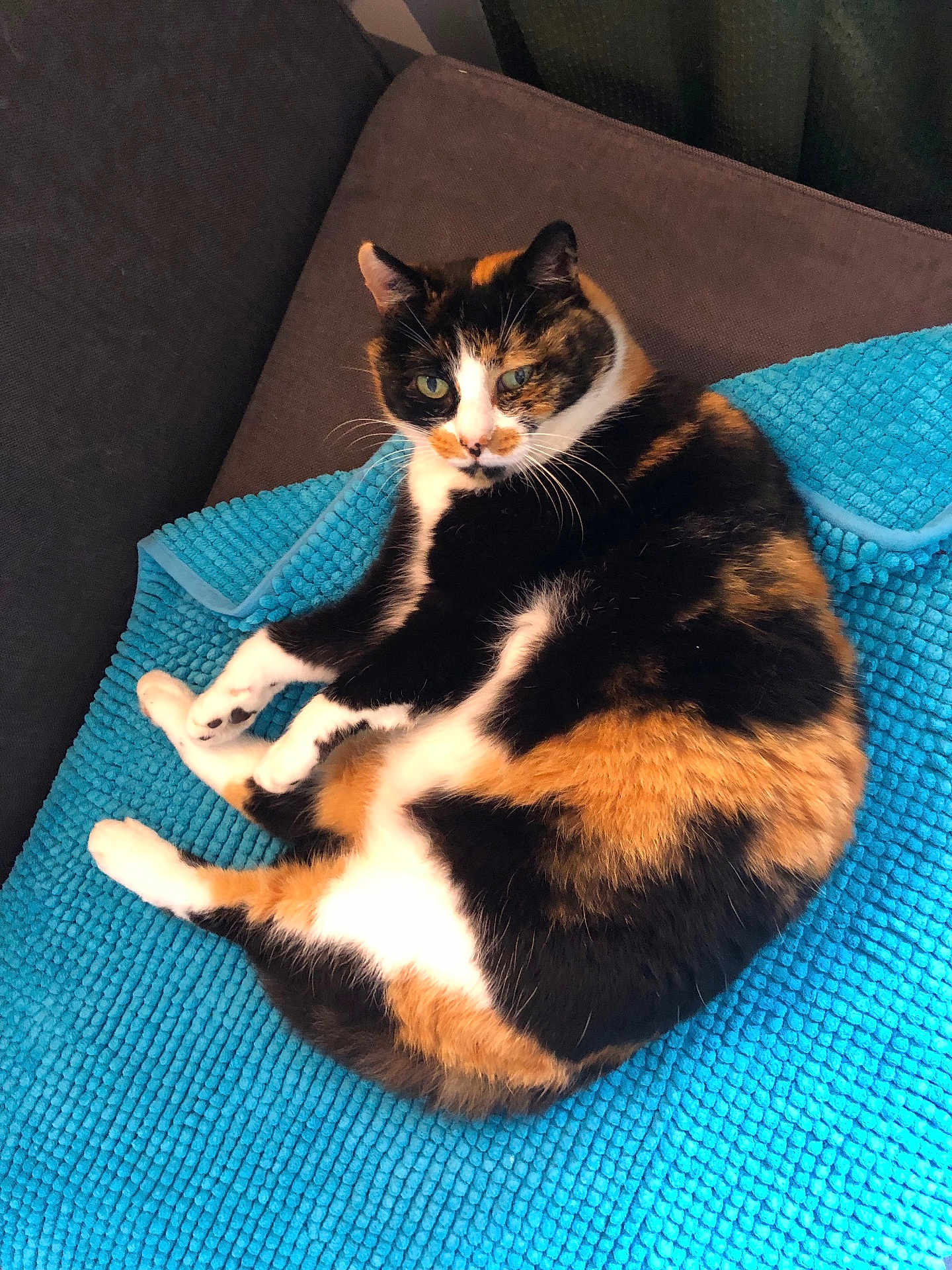 Mimine participe au concours pour gagner de l'argent avec cette photo : cat, calico_cat, pet, animal, feline, relaxing, indoor, couch, blanket, fur, whiskers, paw, curious, cute, cozy, resting, domestic_animal, mammal, colorful, portrait