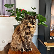 Nala a rejoint le concours — aidez-le/la à gagner de superbes lots ! cat, long_hair, fluffy, tortoiseshell, pet, animal, portrait, sitting, indoors, table, wooden_table, houseplant, greenery, curtains, cabinet, furniture, whiskers, yellow_eyes, ears, home_decor