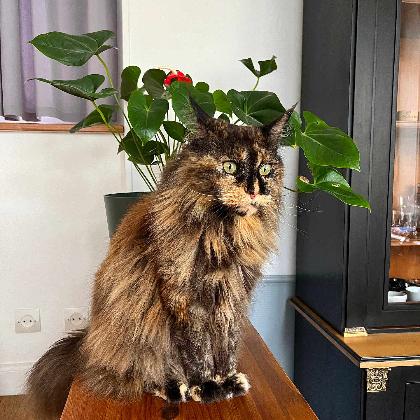 Nala