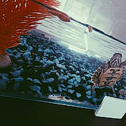 Zoé participe au concours pour gagner de l'argent avec cette photo : butterfly, feather, illustration, lionfish, moths_and_butterflies, organism, water, wing