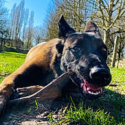 Alma a rejoint le concours — aidez-le/la à gagner de superbes lots ! dog, canine, playing, stick, grass, park, outdoors, sunny, trees, close_up, muzzle, teeth, tongue, happy, pet, paws, chewing, ground, portrait, shallow_depth_of_field