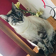 Kiki participe au concours pour gagner de l'argent avec cette photo : american_shorthair, carnivore, cat, domestic_long_haired_cat, domestic_short_haired_cat, european_shorthair, felidae, fur, kitten, norwegian_forest_cat, small_to_medium_sized_cats, tabby_cat, table, tail, whiskers