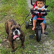 Nahel a rejoint le concours — aidez-le/la à gagner de superbes lots ! toddler, child, tricycle, dog, bulldog, grass, path, outdoor, pet, animal, leash, summer, nature, baby, footwear, red, black, green, play, portrait