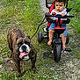 toddler, child, tricycle, dog, bulldog, grass, path, outdoor, pet, animal, leash, summer, nature, baby, footwear, red, black, green, play, portrait