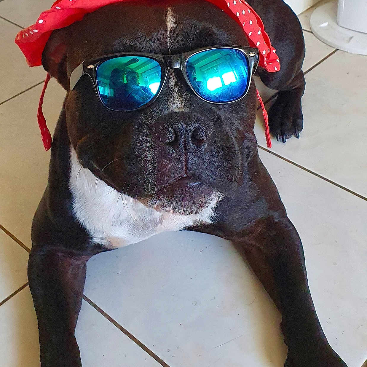 Kimbo