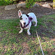 Rascal is registered to the contest to win money with this photo: animal, black_patch, canine, cute, daytime, dog, ears, grass, greenery, ground, harness, leash, nature, outdoor, pet, playful, rocks, sunlight, walking, white_dog