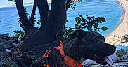 Blacki a rejoint le concours — aidez-le/la à gagner de superbes lots ! dog, orange_harness, tree, rocks, beach, sea, water, sky, blue_sky, sunny, landscape, nature, outdoor, leash, panting, happy, scenic_view, coastline, green_leaves, summer