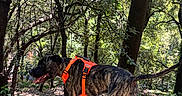 Blacki a rejoint le concours — aidez-le/la à gagner de superbes lots ! animal, brindle, canine, daylight, dog, forest, happy, leafy, ledge, nature, orange_harness, outdoors, panting, park, shadows, stone, sunlight, tail, trees, walking
