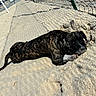 Blacki participe au concours pour gagner de l'argent avec cette photo : dog, brindle, sand, sleeping, volleyball_court, net, shadow, outdoor, sunny, paw, beach, relaxed, daytime, animal, resting, playful, canine, nature, texture, closeup
