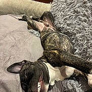 Blacki participe au concours pour gagner de l'argent avec cette photo : dog, brindle, couch, blanket, indoor, pet, lying_down, smiling, teeth, relaxed, playful, fur, animal, canine, comfort, home, furniture, cute, tongue_out, expression
