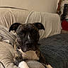 Blacki a rejoint le concours — aidez-le/la à gagner de superbes lots ! dog, brindle, paw, couch, blanket, hand, nails, indoor, pet, resting, furniture, cozy, comfort, closeup, animal, canine, companion, home, relaxed, friendly
