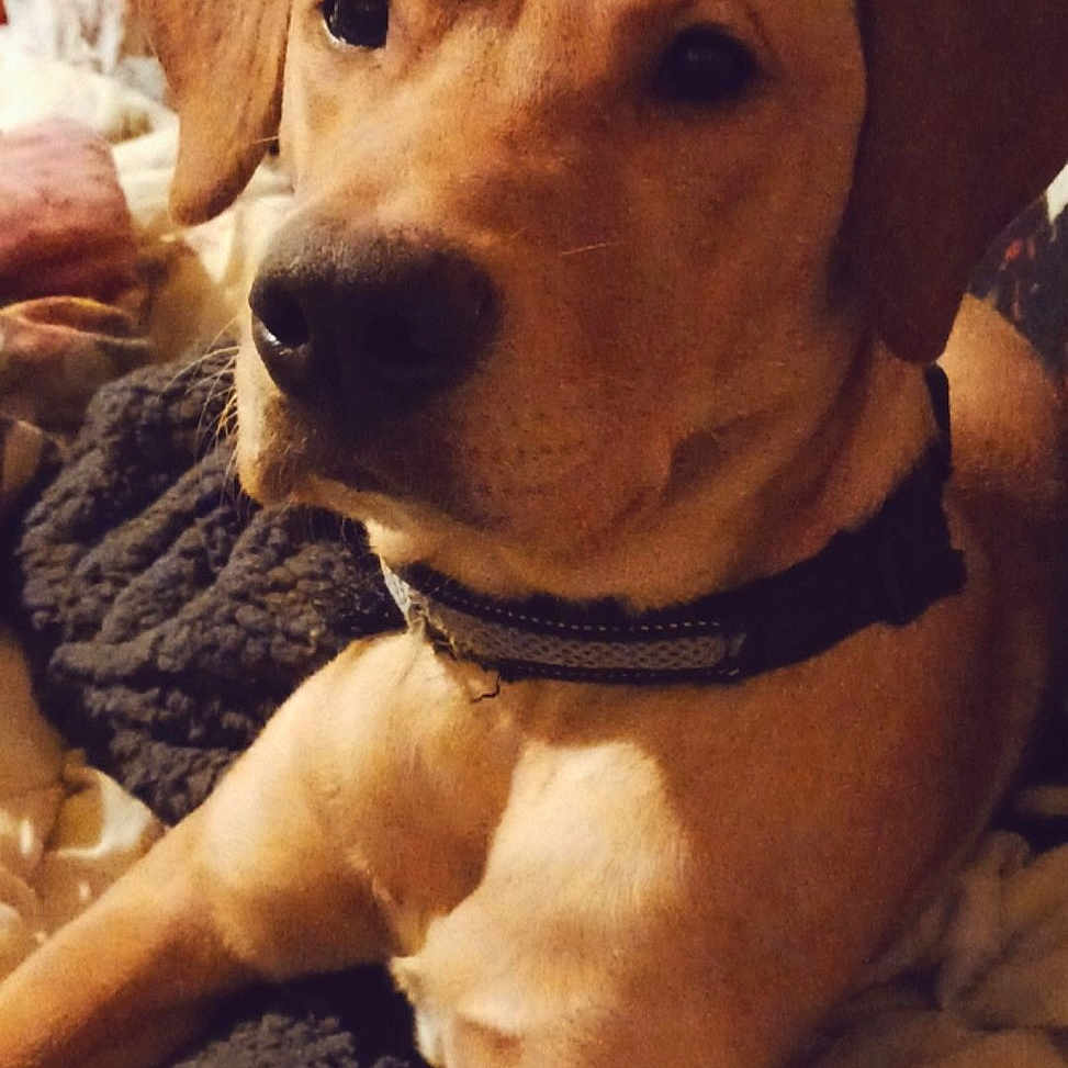 Guffey joined the competition — help win amazing prizes! animal, blanket, brown_dog, canine, close_up, collar, comfort, cozy, dog, domestic, fur, furniture, home, indoor, pet, portrait, relaxed, resting, tapestry, wood_paneling