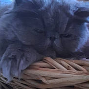Pin'Up participe au concours pour gagner de l'argent avec cette photo : animal, basket, cat, closeup, cozy, decor, feline, flower, fluffy, fur, gray, home, indoor, pet, purple, relaxed, resting, sleepy, soft, wall
