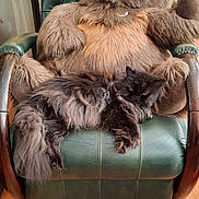 Poupée participe au concours pour gagner de l'argent avec cette photo : animal, armchair, cat, colorful, cozy, decor, floor, flower, fluffy, furniture, green_chair, indoor, leather, pet, plush_toy, relaxed, resting, stuffed_animal, teddy_bear, wood_floor
