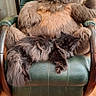 animal, armchair, cat, colorful, cozy, decor, floor, flower, fluffy, furniture, green_chair, indoor, leather, pet, plush_toy, relaxed, resting, stuffed_animal, teddy_bear, wood_floor