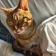 Amon a rejoint le concours — aidez-le/la à gagner de superbes lots ! animal, bed, blanket, cat, closeup, cozy, cute, domestic_cat, feline, fur, indoor, pet, relaxed, resting, sleepy, striped, sunlight, tabby, tongue_out, whiskers