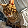 animal, bed, blanket, cat, closeup, cozy, cute, domestic_cat, feline, fur, indoor, pet, relaxed, resting, sleepy, striped, sunlight, tabby, tongue_out, whiskers