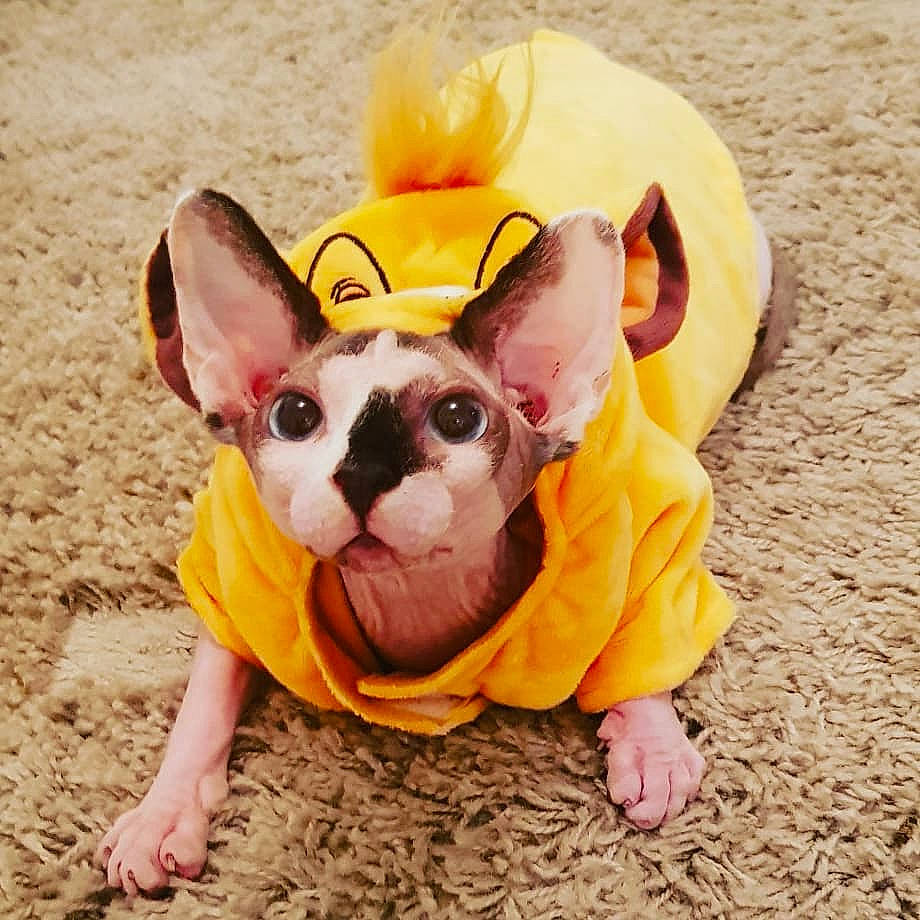 Moe participe au concours pour gagner de l'argent avec cette photo : carnivore, chihuahua, companion_dog, dog, dog_breed, dog_clothes, dog_supply, fawn, non_sporting_group, pet_supply, puppy, sand, skin, snout, terrestrial_animal, toy_dog, vertebrate, working_animal, yellow