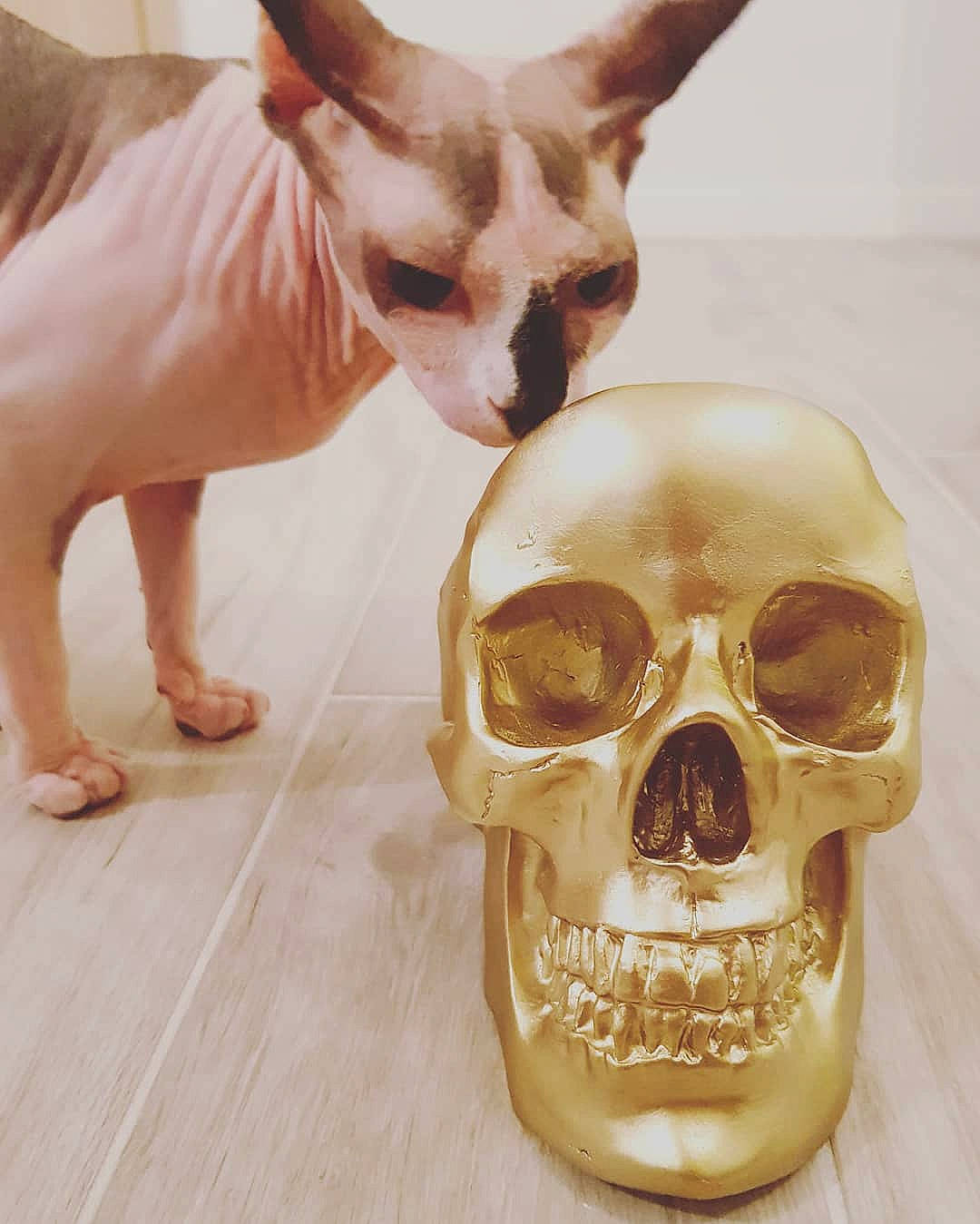 Moe a rejoint le concours — aidez-le/la à gagner de superbes lots ! anthropology, bone, brown, canidae, carnivore, chihuahua, collection, dog, dog_breed, fawn, jaw, non_sporting_group, peach, skull, snout, tan, toy_dog, working_animal